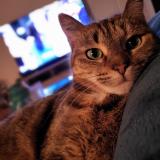 Foto del gato perdido en La Lande De Fronsac