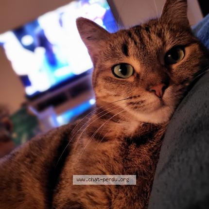 Foto 1/1 Vodcat Chat perdido en La lande de fronsac