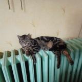 Foto del gato perdido en Tinqueux