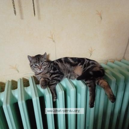 Foto 1/1 Paco Chat perdido en Tinqueux