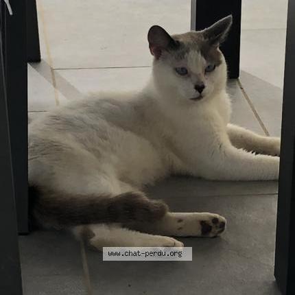 Foto 1/1 DUCHMOLE Chat perdido en Lias