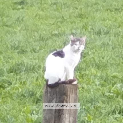 Foto 1/1 Poussy Chat perdido en Faymonville