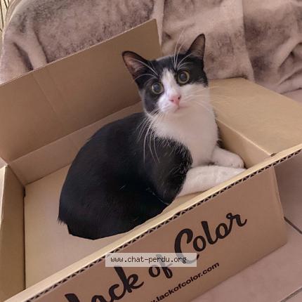 Foto 1/1 Tyrion Chat perdido en Antibes