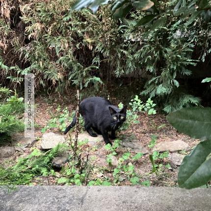 Foto 1/1 Uliss Chat perdido en Chateauneuf