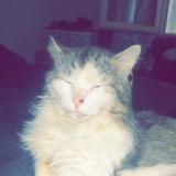 Foto del gato perdido en La Rochebeaucourt Et Argentine