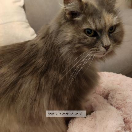 Foto 1/1 Gato encontrado Encontrado en Vichy