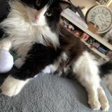 Foto del gato perdido en Trondes