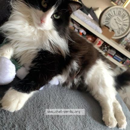 Foto 1/1 Kurama Chat perdido en Trondes