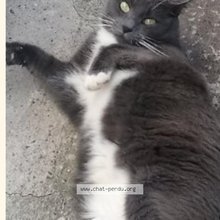 Foto 1/1 Socette Chat perdido en Pyla sur mer