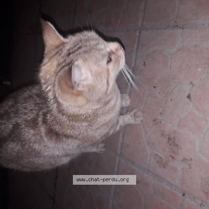 Foto 1/1 Gato encontrado Encontrado en Peynier