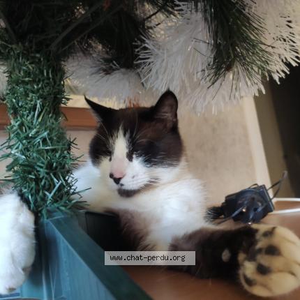 Foto 1/1 Pompom Chat perdido en Longwy