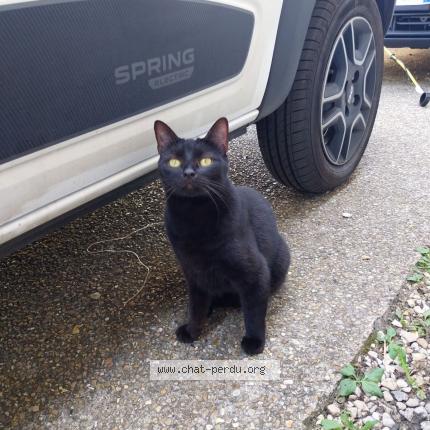 Foto 1/1 Gato encontrado Perdido en Chilly mazarin