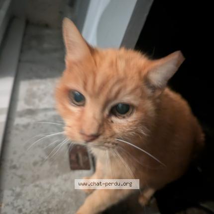 Foto 1/1 Gato encontrado Encontrado en Toulouse