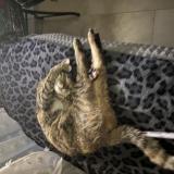 Foto del gato perdido en Lepontet