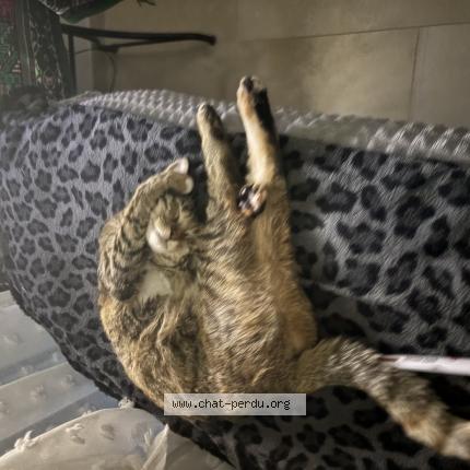 Foto 1/1 Lilly Chat perdido en Lepontet