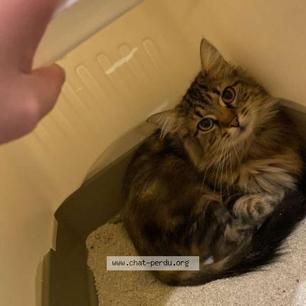 Foto 1/1 Utopy Chat perdido en St marcel les annonay