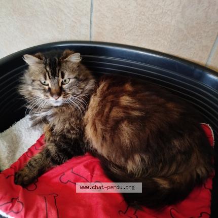 Foto 1/1 Gato encontrado Perdido en Marpire