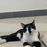 Foto del gato perdido en Eybens