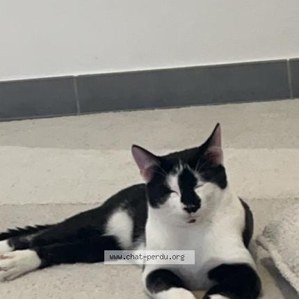 Foto 1/1 Gaza Chat perdido en Eybens
