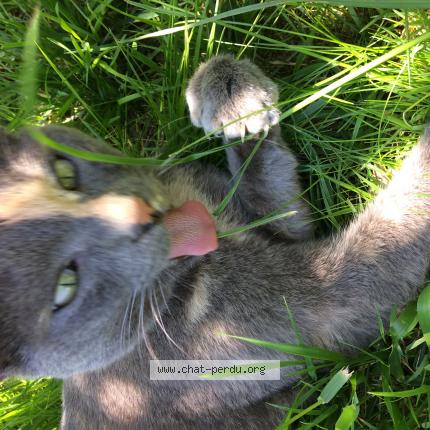 Foto 1/1 Aglaé Chat perdido en Mayenne