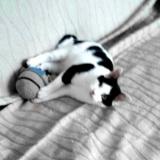 Foto del gato perdido en Geaune