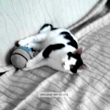 Foto 1/1 Virginie Chat perdido en Geaune