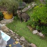 Foto del gato perdido en Frejus