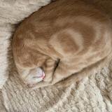 Foto del gato perdido en Bouafle