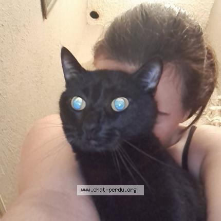 Foto 1/1 Felix Chat perdido en Nivolas vermelle