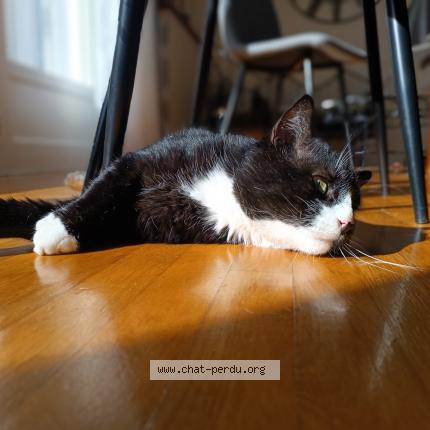 Foto 1/1 Socrate Chat perdido en Neufchateau