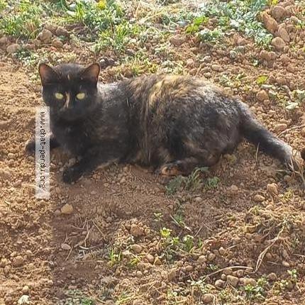 Foto 1/1 FiFi Chat perdido en Chassieu 69680