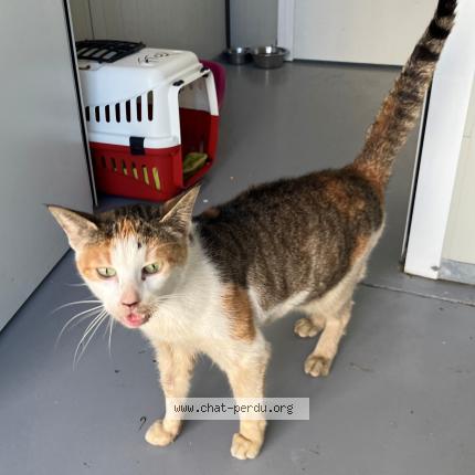 Foto 1/1 Gato encontrado Encontrado en Roubaix