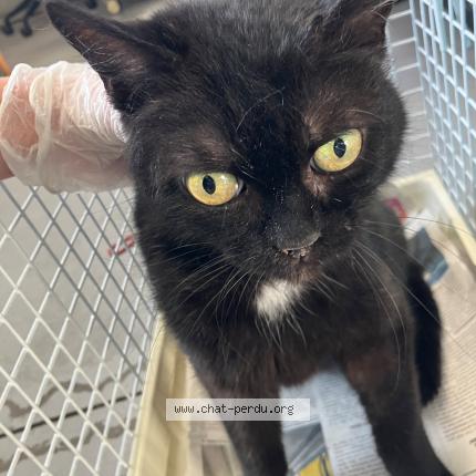 Foto 1/1 Gato encontrado Encontrado en Roubaix