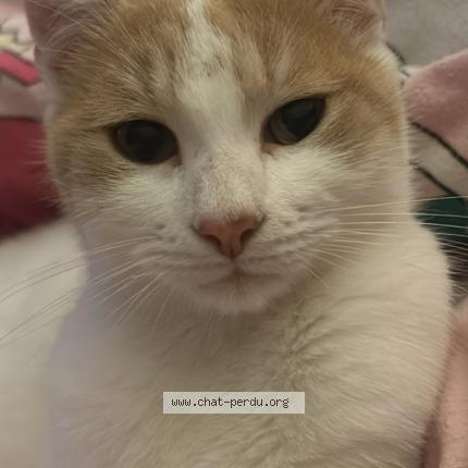 Foto 1/1 Pamuk Chat perdido en Leernes