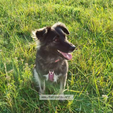 Foto 1/1 Douschka Chat perdido en Sarreguemines