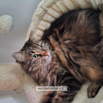 Foto 1/1 Hina. Chat perdido en Thiers sur theve