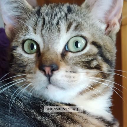 Foto 2/2 Yolo Chat perdido en Pont de buis