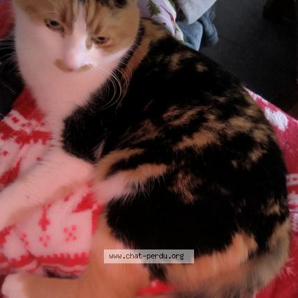 Foto 1/1 Mia Chat perdido en Bouge chambalud