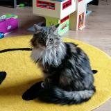 Foto del gato perdido en Wizernes