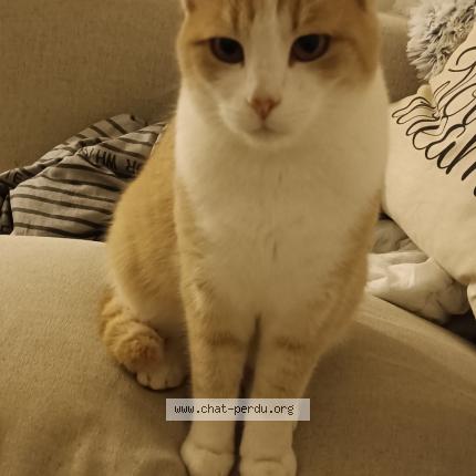 Foto 1/1 Tchoupi Chat perdido en Saint malo