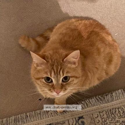 Foto 1/1 alma Chat perdido en Laigneville