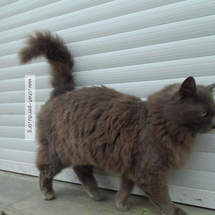 Foto 1/1 Minette Chat perdido en Latille