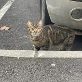 Foto del gato perdido en Beziers