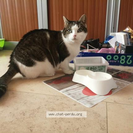 Foto 1/1 Bulle Chat perdido en Manage