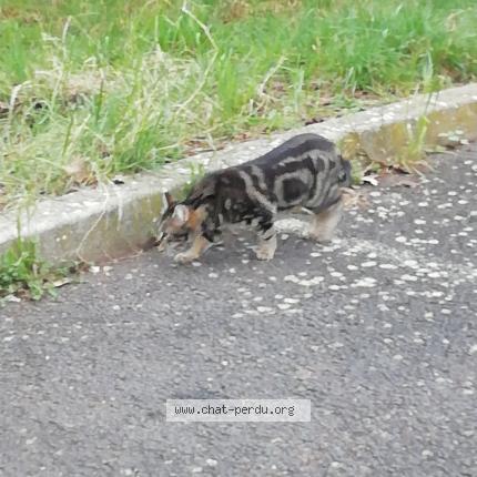 Foto 1/1 Gato encontrado Encontrado en St andre de sangonis