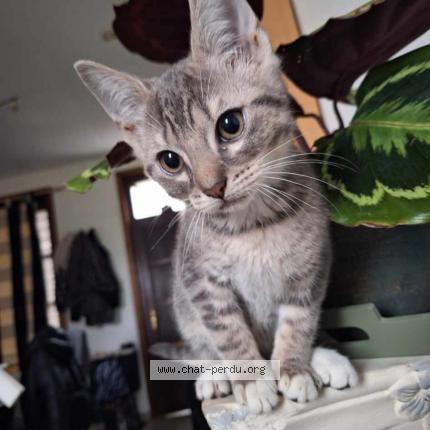 Foto 1/1 Edward Chat perdido en Binche