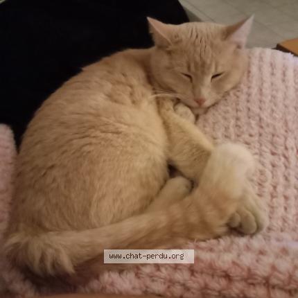 Foto 1/1 Alphy Chat perdido en Tours