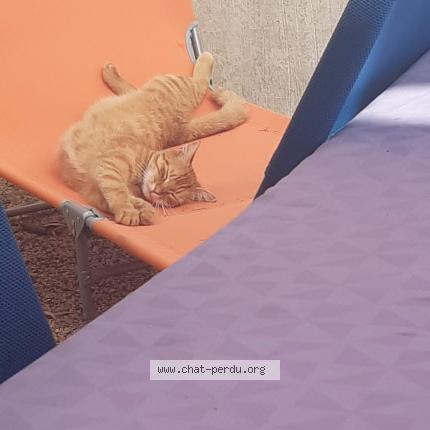 Foto 1/1 O'Malley Chat perdido en Balma