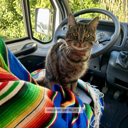 Foto 1/1 Gatita Chat perdido en St etienne du rouvray