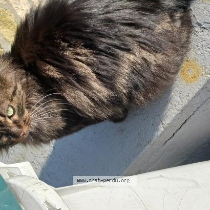 Foto 1/1 Chacha Chat perdido en Le bec hellouin